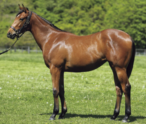 高評価レビュー 北米競馬】レーンズエンドファーム 2021スタリオンブック 趣味・スポーツ・実用
