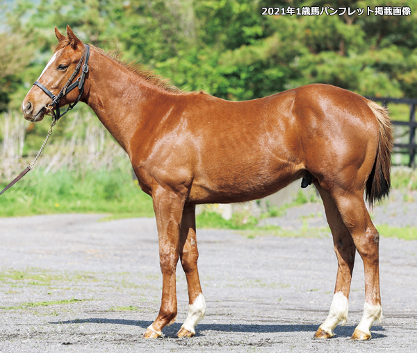 1歳馬のパンフレット