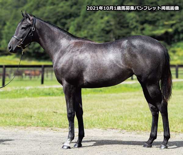 1歳馬のパンフレット